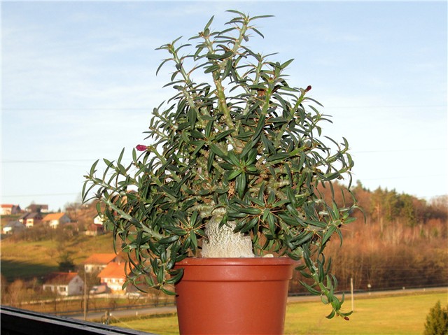 pachypodium bispinosum